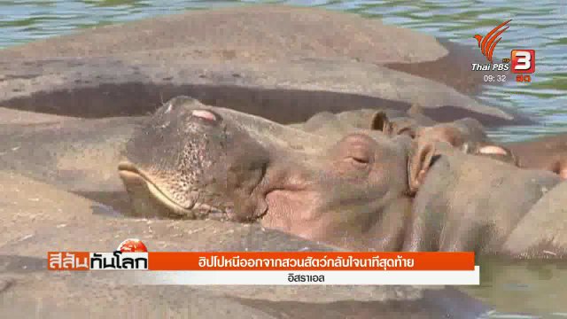 ฮิปโปหนีออกจากสวนสัตว์กลับใจนาทีสุดท้าย