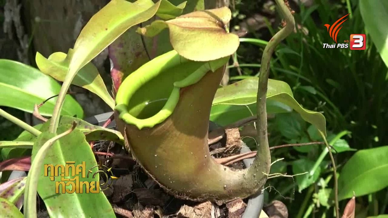 ทุกทิศทั่วไทย - ชุมชนทั่วไทย : แหล่งเพาะพันธุ์ต้นหม้อข้าวหม้อแกงลิง