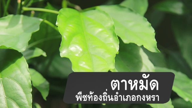 ตาหมัด พืชท้องถิ่นอำเภอกงหรา