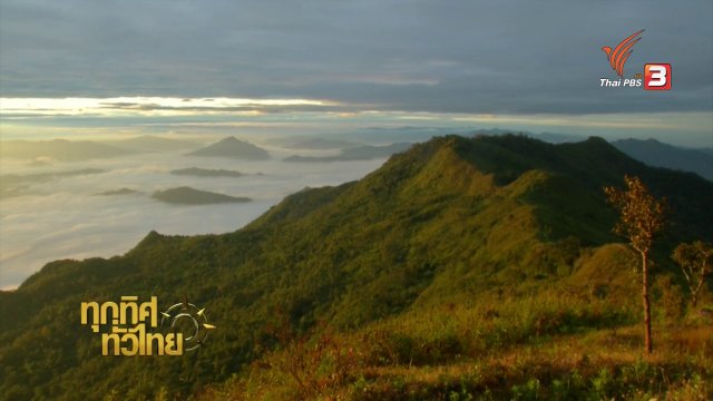 วิถีทั่วไทย : เผือกดอย