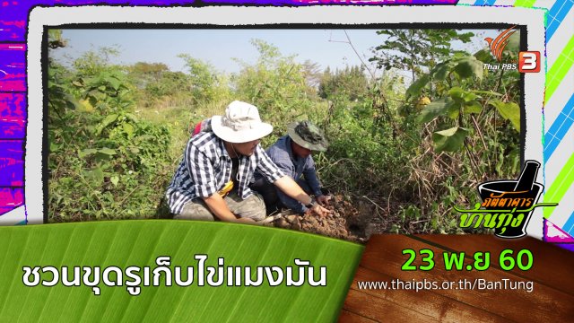 ชวนขุดรูเก็บไข่แมงมัน