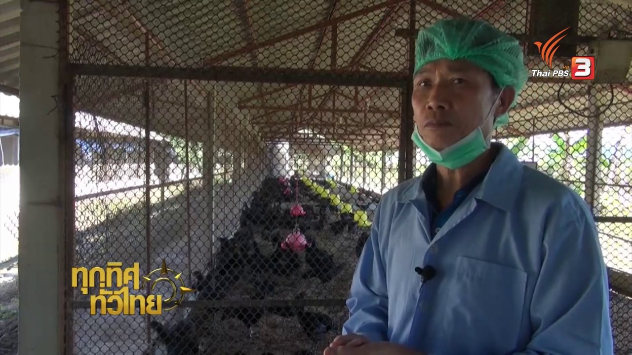 ทุกทิศทั่วไทย - อาชีพทั่วไทย : การเลี้ยงไก่ประดู่หางดำ