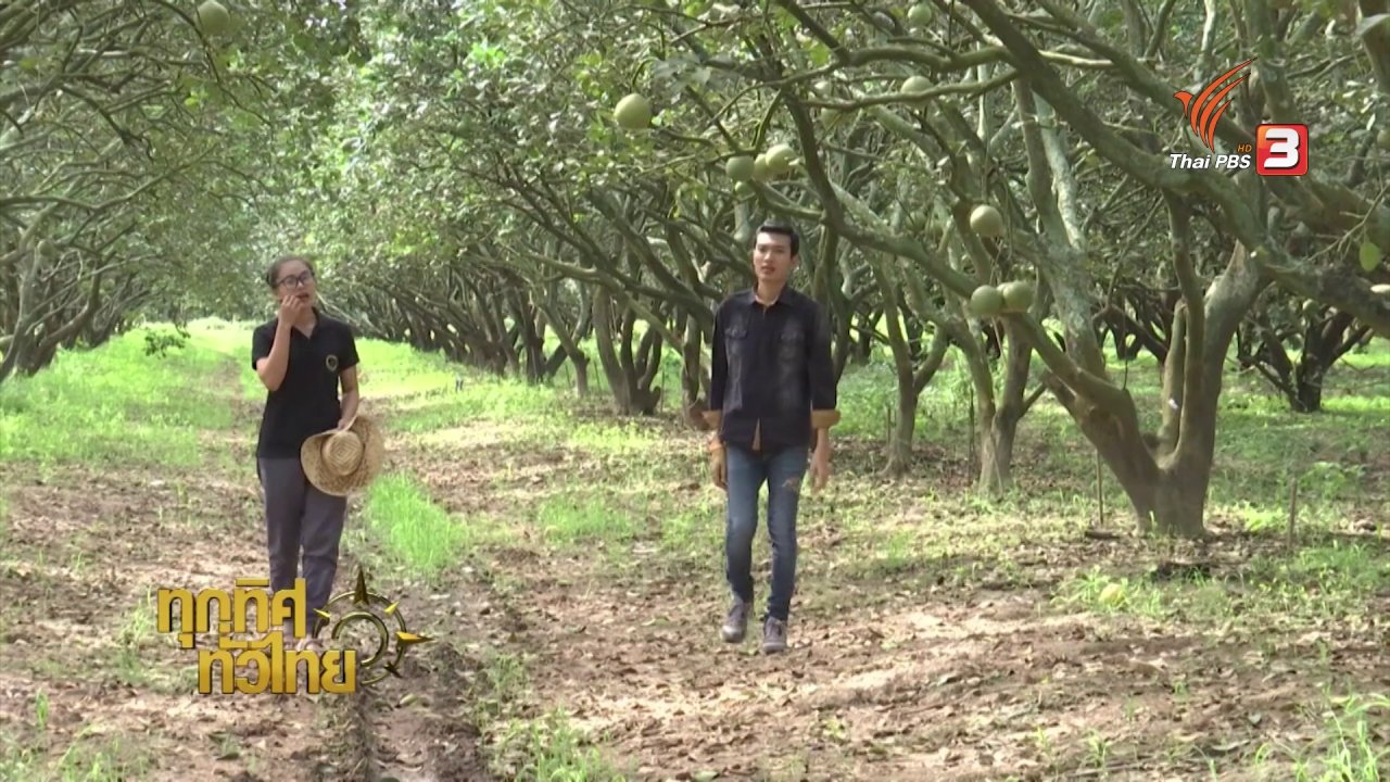 ทุกทิศทั่วไทย - อาชีพทั่วไทย : การปลูกส้มโอพันธุ์ขาวแตงกวา