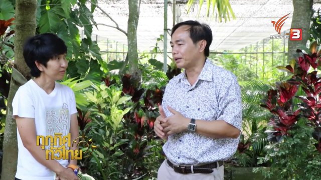 ชุมชนทั่วไทย :การขยายพันธุ์กวาวเครือดำได้สำเร็จ