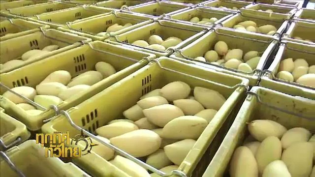 อาชีพทั่วไทย : ปลูกมะม่วงน้ำดอกไม้สีทอง