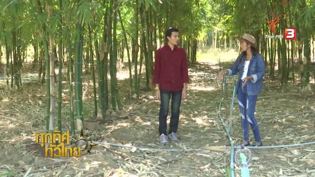 อาชีพทั่วไทย : การปลูกไผ่กิมซุง