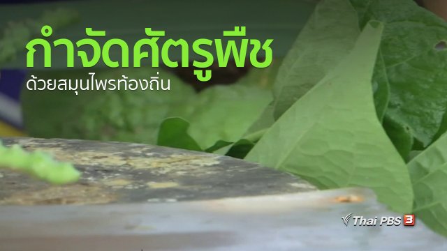 อาชีพทั่วไทย : ชาวสุพรรณบุรีกำจัดศัตรูพืชด้วยสมุนไพรท้องถิ่น
