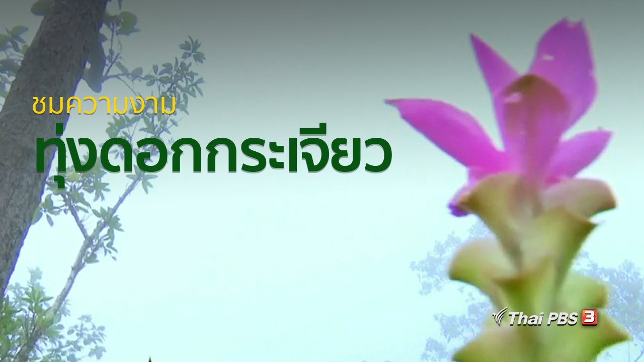 ทุกทิศทั่วไทย - วิถีทั่วไทย : ชมความงามทุ่งดอกกระเจียว