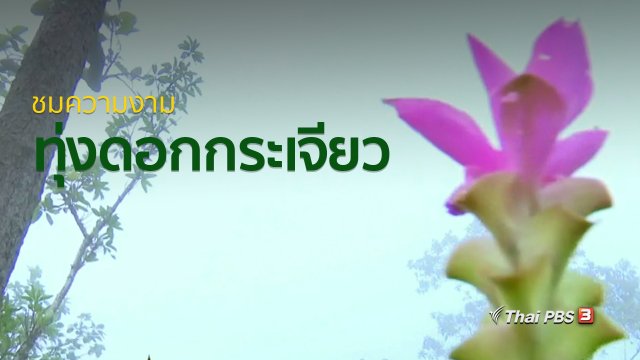 วิถีทั่วไทย : ชมความงามทุ่งดอกกระเจียว