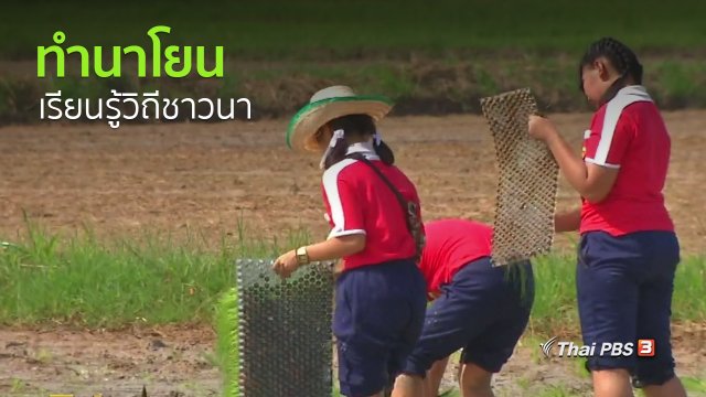 วิถีทั่วไทย : เด็กขอนแก่นร่วมทำนาโยนเรียนรู้วิถีชาวนา
