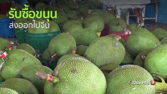 อาชีพทั่วไทย : อดีตพนักงานลูกจ้างผันตัวเองเป็นผู้ส่งออกขนุน