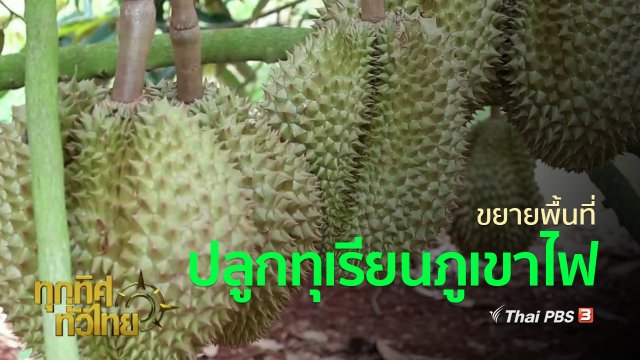 ชุมชนทั่วไทย : ขยายพื้นที่ปลูกทุเรียนภูเขาไฟศรีสะเกษ