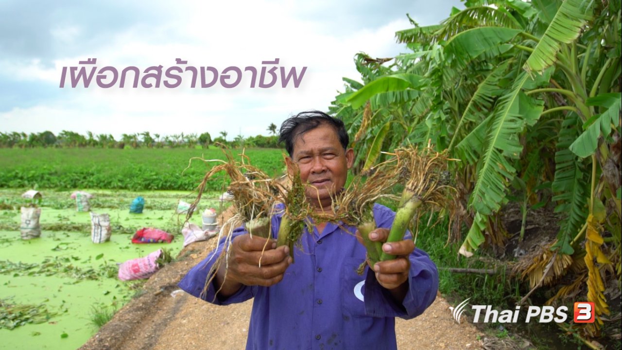ลุยไม่รู้โรย สูงวัยดี๊ดี - สูงวัยใจเกินร้อย : เผือกสร้างอาชีพ