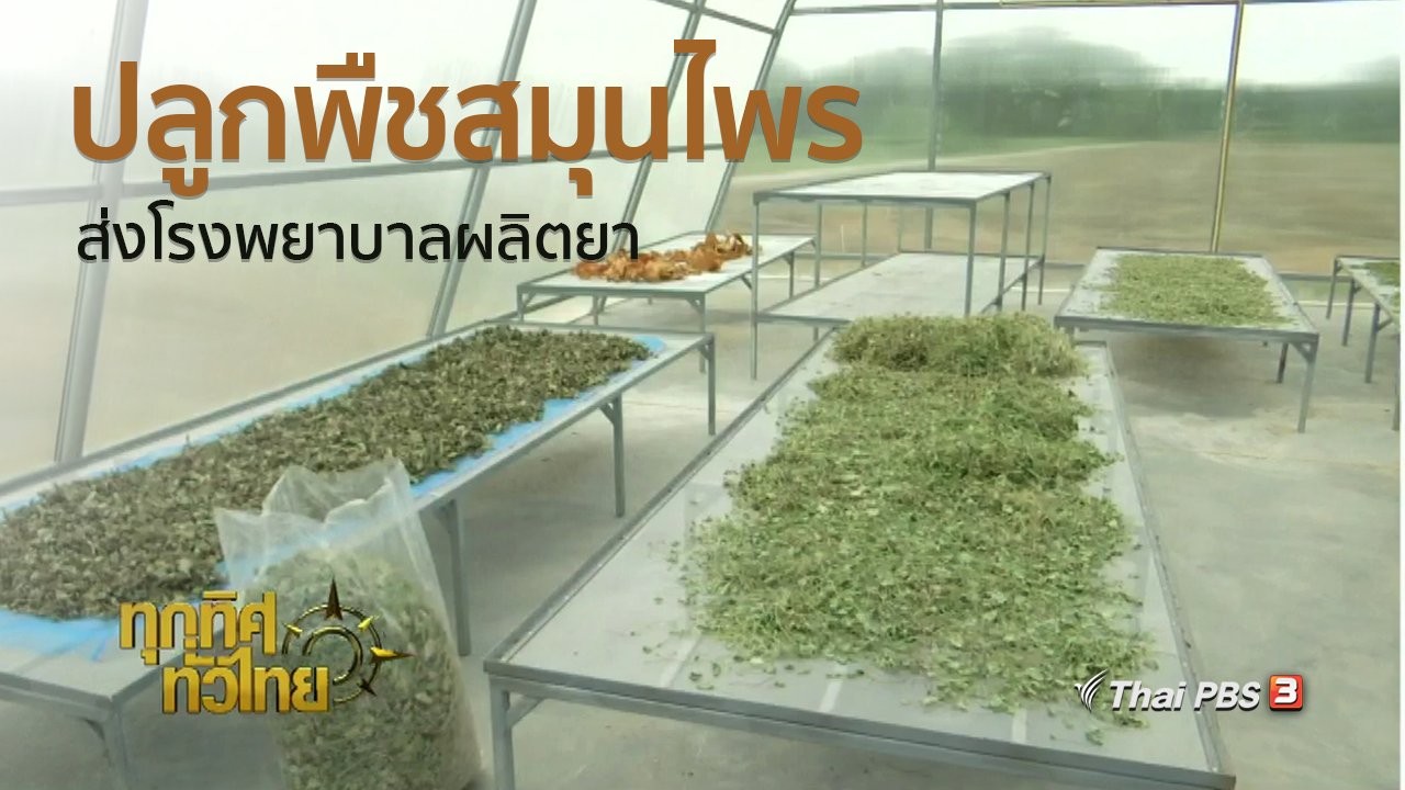 ทุกทิศทั่วไทย - ชุมชนทั่วไทย : ปลูกพืชสมุนไพรส่งโรงพยาบาลอู่ทองผลิตยา