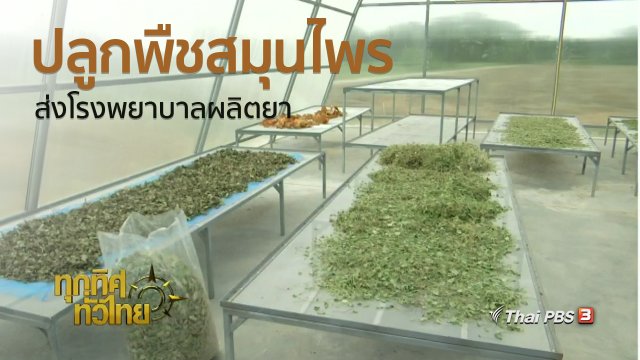 ชุมชนทั่วไทย : ปลูกพืชสมุนไพรส่งโรงพยาบาลอู่ทองผลิตยา