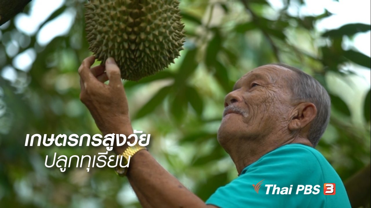 ลุยไม่รู้โรย - สูงวัยไทยแลนด์ : เกษตรกรสูงวัยปลูกทุเรียน