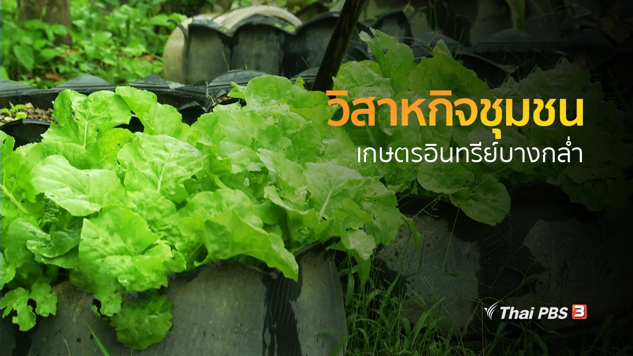 ทุกทิศทั่วไทย - ชุมชนทั่วไทย : วิสาหกิจชุมชนเกษตรอินทรีย์บางกล่ำ