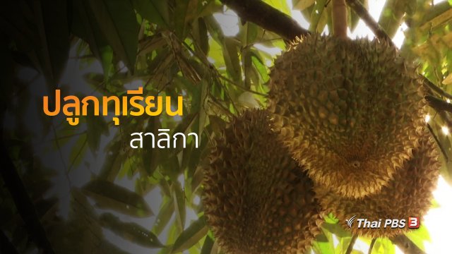 อาชีพทั่วไทย : ปลูกทุเรียนสาลิกา
