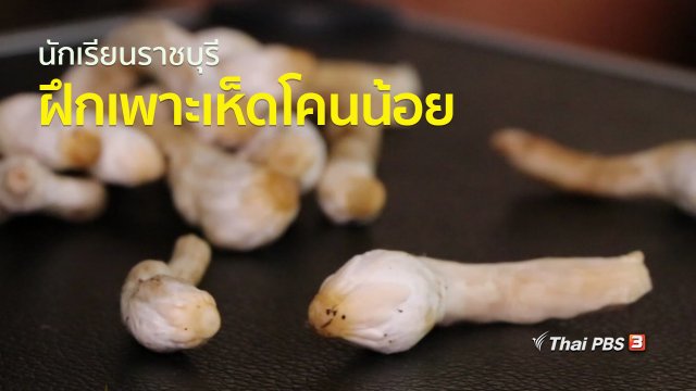 ชุมชนทั่วไทย : นักเรียนราชบุรีฝึกเพาะเห็ดโคนน้อย