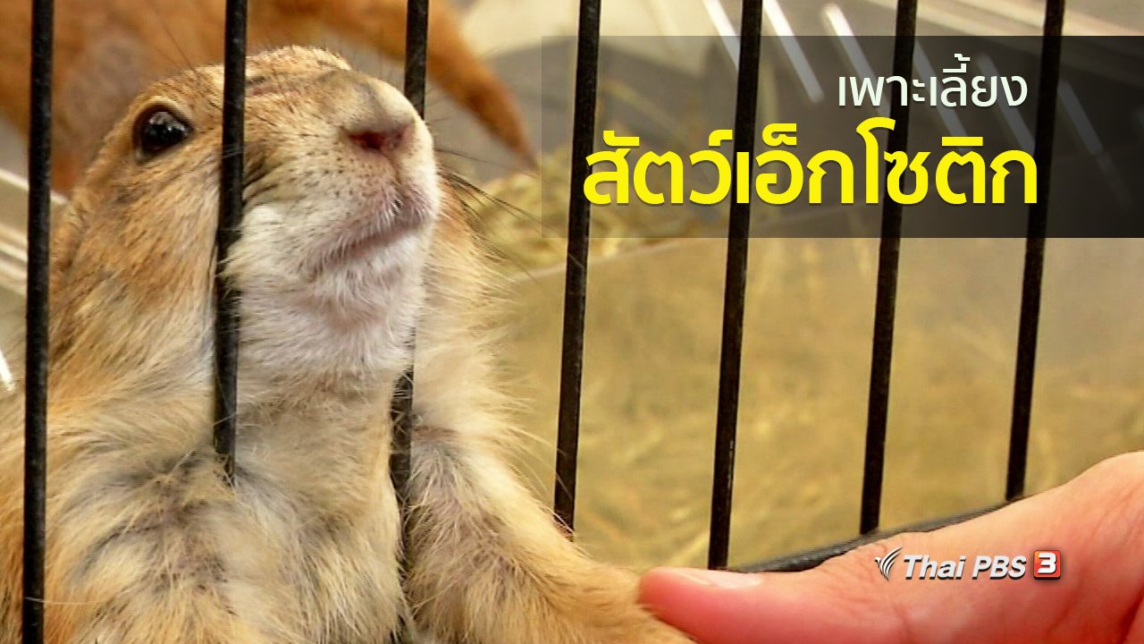 ทุกทิศทั่วไทย - อาชีพทั่วไทย : เพาะเลี้ยงสัตว์เอ็กโซติก
