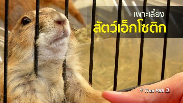 อาชีพทั่วไทย : เพาะเลี้ยงสัตว์เอ็กโซติก