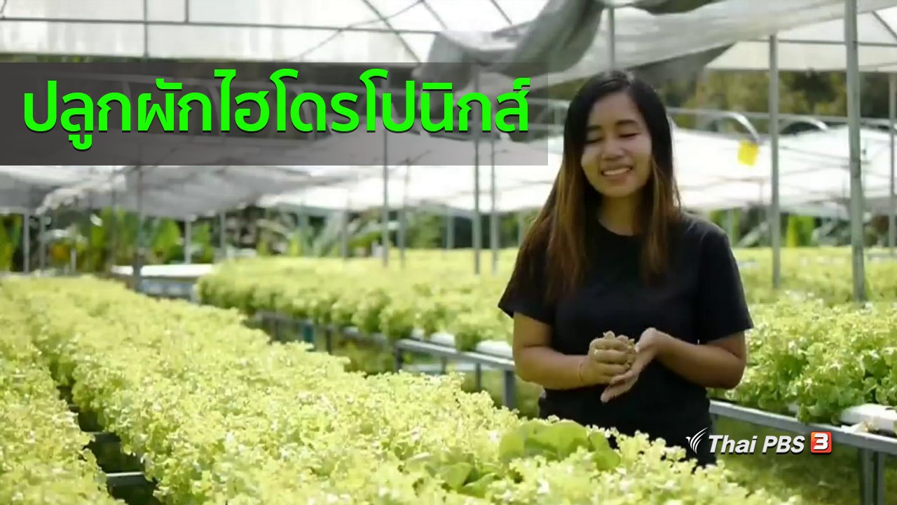 ทุกทิศทั่วไทย - อาชีพทั่วไทย : ครูสาวปลูกผักไฮโดรโปนิกส์ขาย