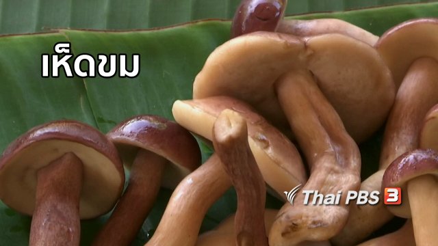 ตะลุยทั่วไทย : เห็ดขม