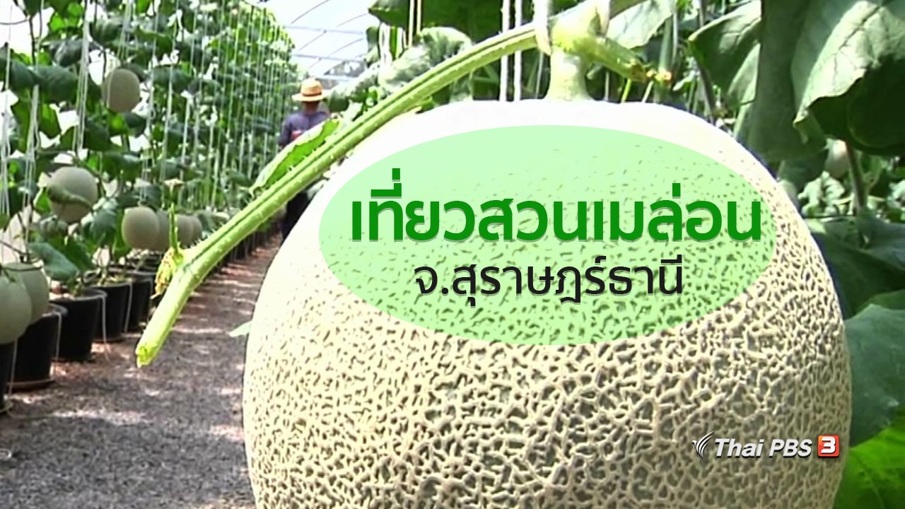 ทุกทิศทั่วไทย - อาชีพทั่วไทย : เที่ยวสวนเมล่อนที่สุราษฎร์ธานี