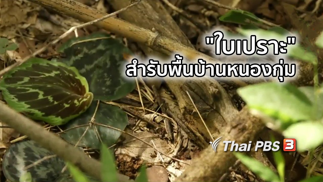 ไทยบันเทิง - อิ่มมนต์รส : "ใบเปราะ" สำรับพื้นบ้านหนองกุ่ม
