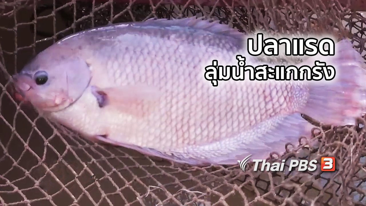 ไทยบันเทิง - อิ่มมนต์รส : ปลาแรดลุ่มน้ำสะแกกรัง