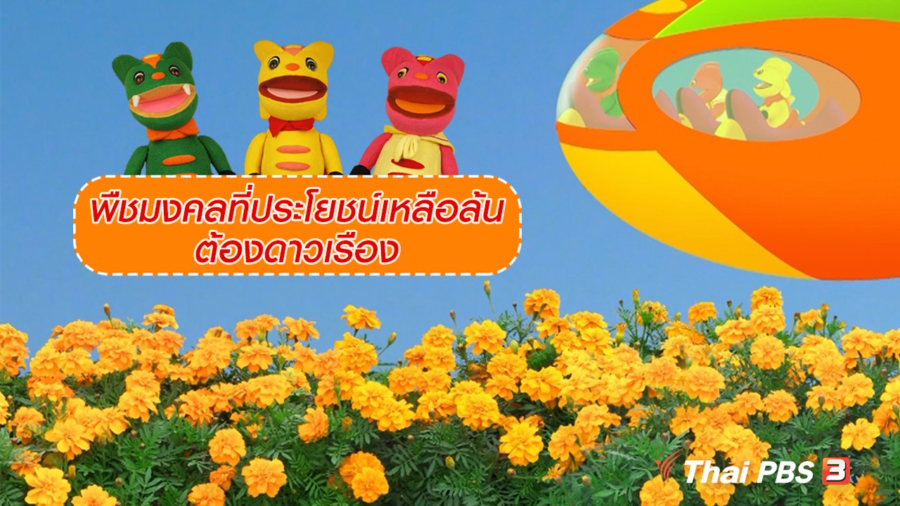 TataTitiToto ไดโนมหัศจรรย์ - เกร็ดน่ารู้กับตาต้าตีตี้โตโต้ : พืชมงคลที่ประโยชน์เหลือล้นต้องดาวเรือง