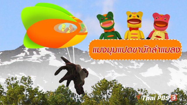 เกร็ดน่ารู้กับตาต้าตีตี้โตโต้ : แมงมุมแปดขานักล่าแมลง