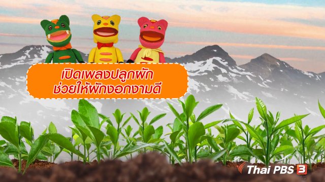 เกร็ดน่ารู้กับตาต้าตีตี้โตโต้ : เปิดเพลงปลูกผักช่วยให้ผักงอกงามดี