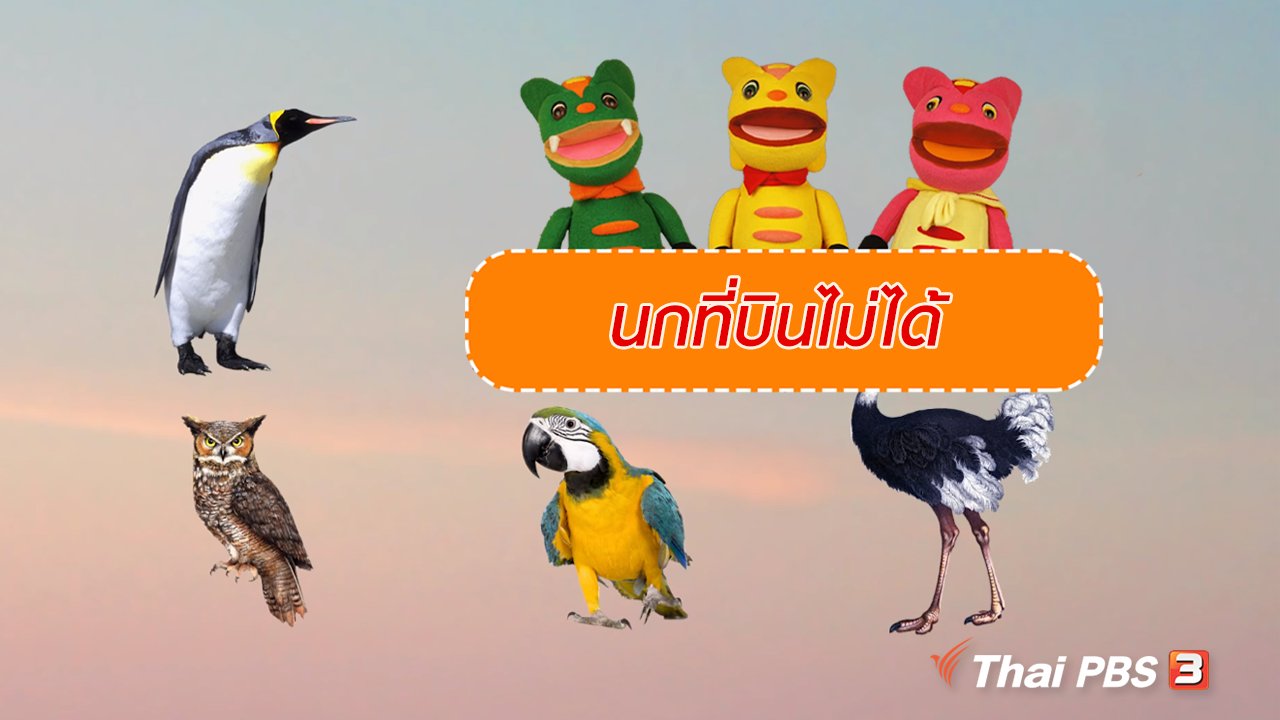 TataTitiToto ไดโนจอมป่วน - เกร็ดน่ารู้กับตาต้าตีตี้โตโต้ : นกที่บินไม่ได้