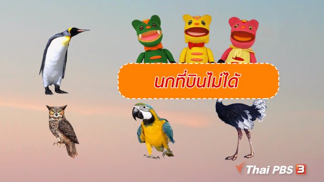 เกร็ดน่ารู้กับตาต้าตีตี้โตโต้ : นกที่บินไม่ได้