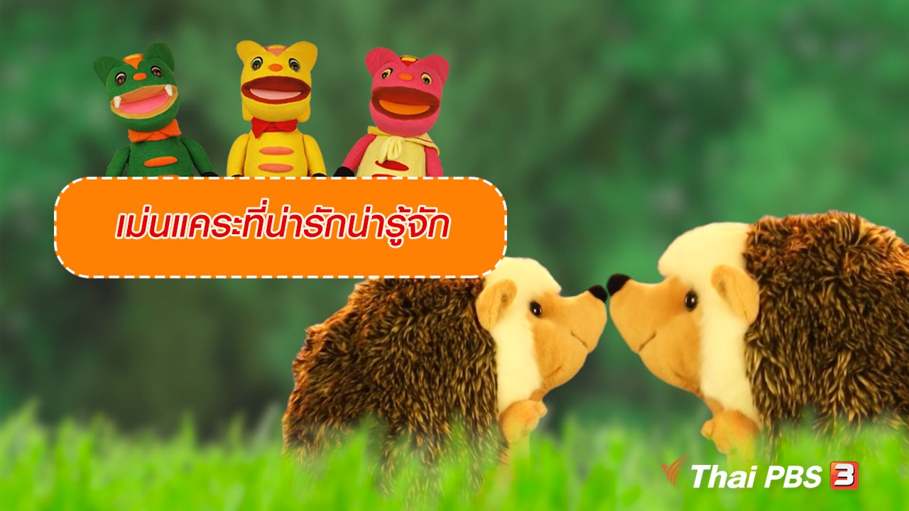 TataTitiToto ไดโนมหัศจรรย์ - เกร็ดน่ารู้กับตาต้าตีตี้โตโต้ : เม่นแคระที่น่ารักน่ารู้จัก