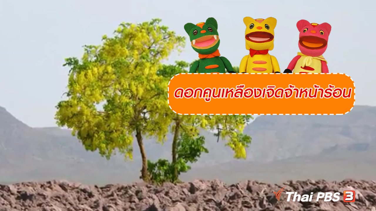 TataTitiToto ไดโนจอมป่วน - เกร็ดน่ารู้กับตาต้าตีตี้โตโต้ : ดอกคูนเหลืองเจิดจ้าหน้าร้อน