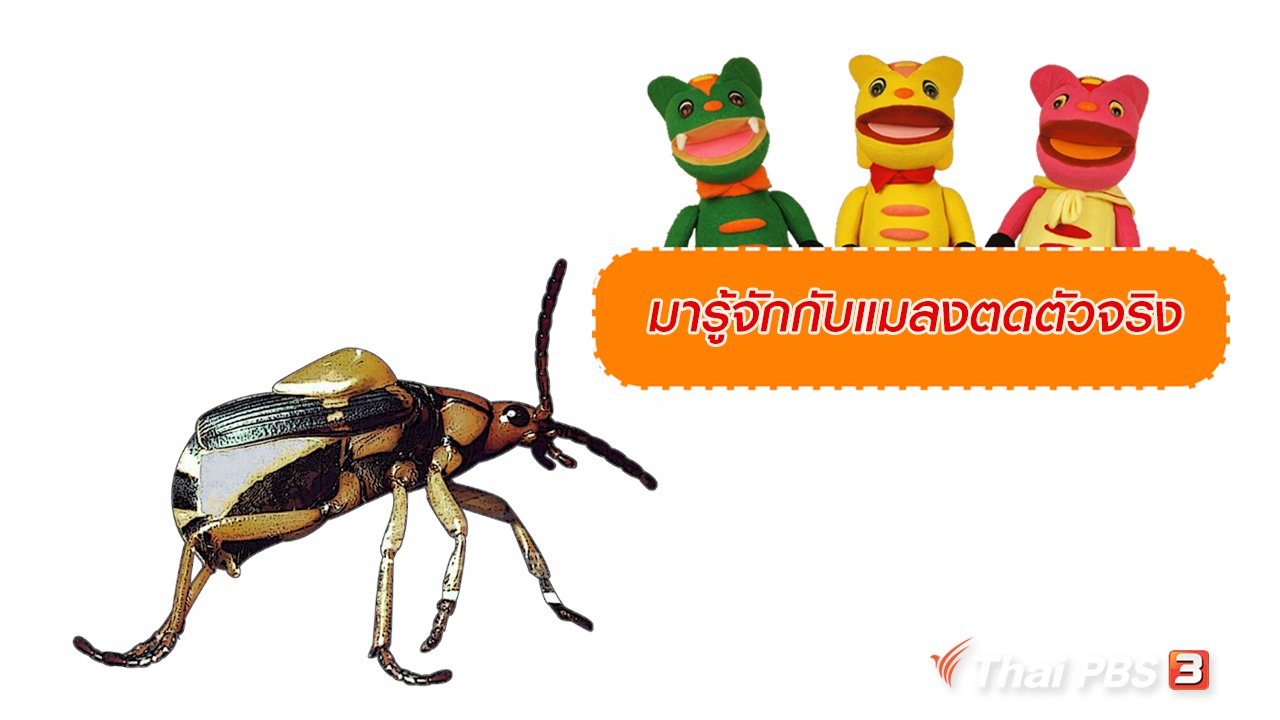 TataTitiToto ไดโนมหัศจรรย์ - เกร็ดน่ารู้กับตาต้าตีตี้โตโต้ : มารู้จักกับแมลงตดตัวจริง