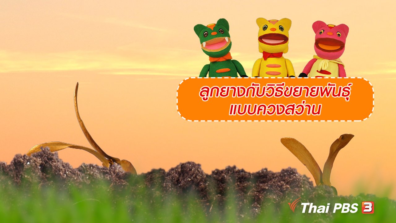 TataTitiToto ไดโนมหัศจรรย์ - เกร็ดน่ารู้กับตาต้าตีตี้โตโต้ : ลูกยางกับวิธีขยายพันธุ์แบบควงสว่าน