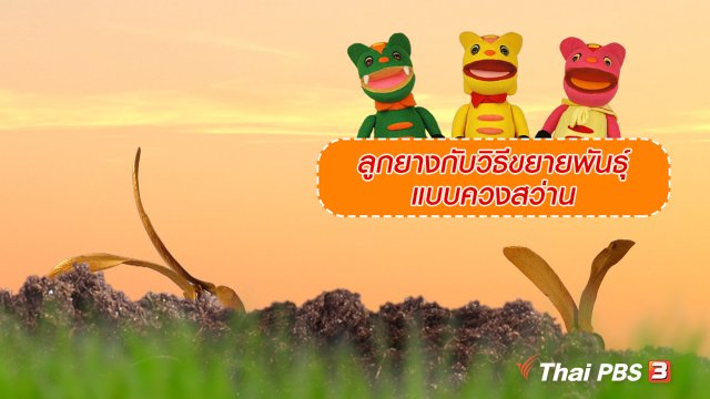 เกร็ดน่ารู้กับตาต้าตีตี้โตโต้ : ลูกยางกับวิธีขยายพันธุ์แบบควงสว่าน