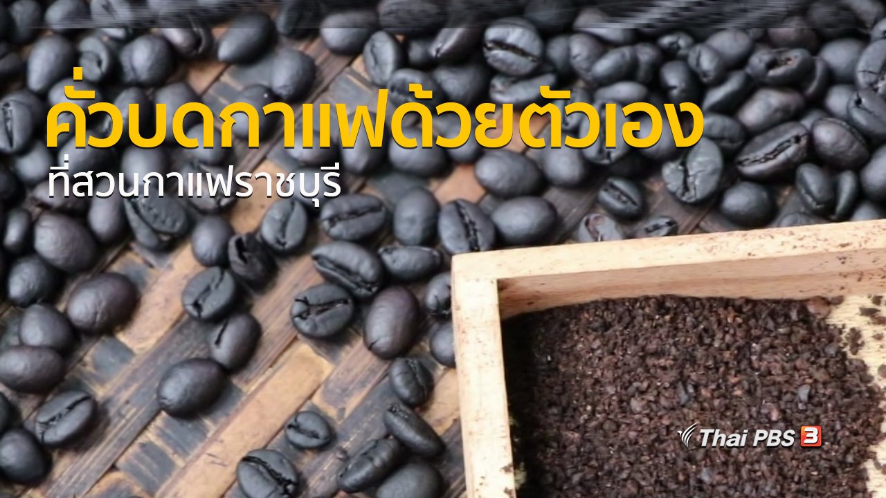 ทุกทิศทั่วไทย - อาชีพทั่วไทย : คั่วบดกาแฟที่สวนกาแฟราชบุรี