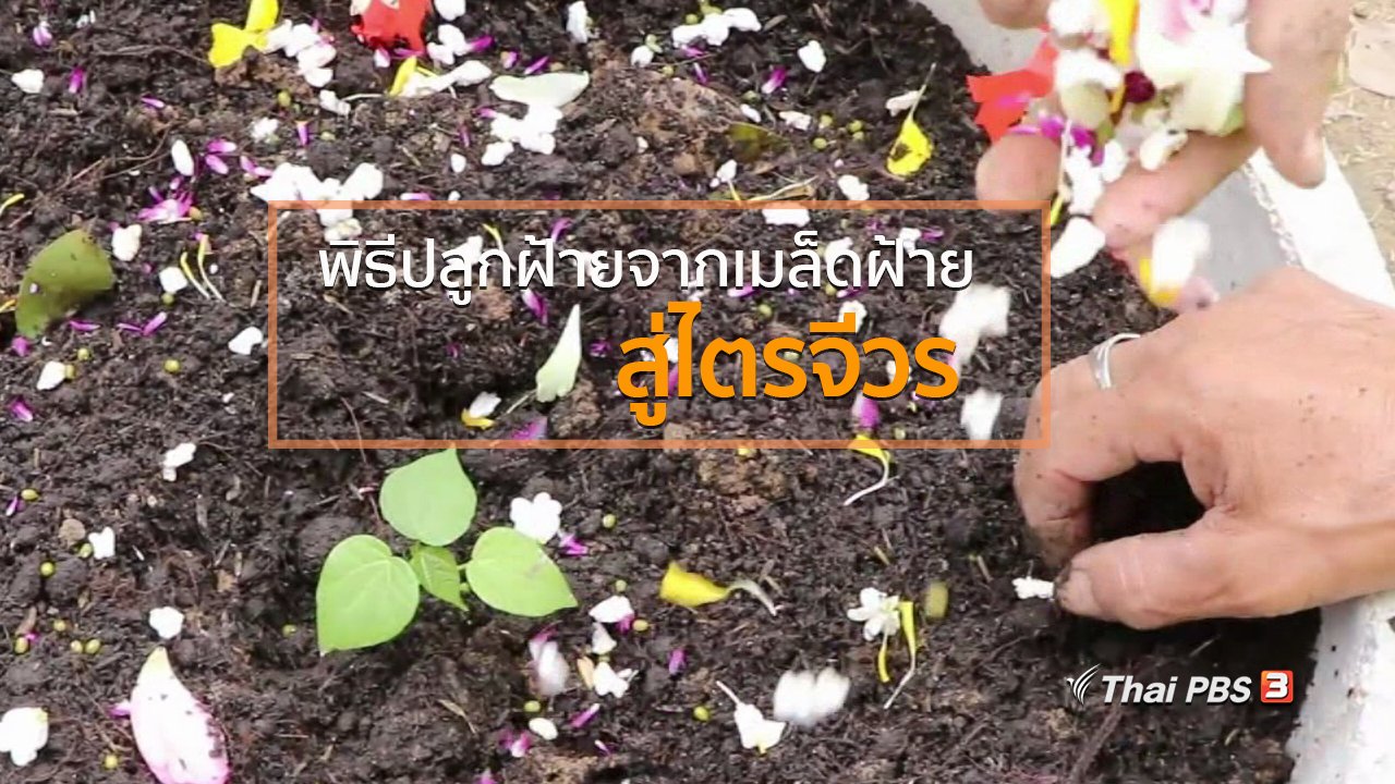 ทุกทิศทั่วไทย - ชุมชนทั่วไทย : พิธีปลูกฝ้ายจากเมล็ดฝ้ายสู่ไตรจีวร
