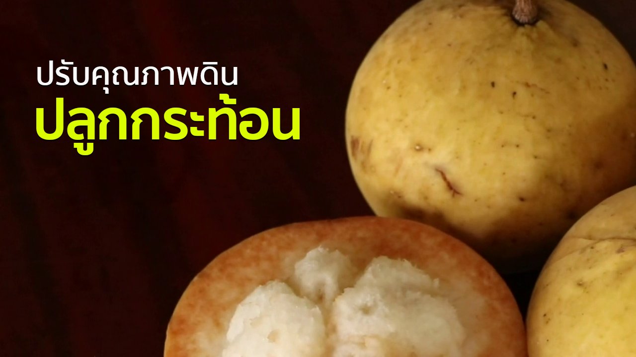 ทุกทิศทั่วไทย - อาชีพทั่วไทย : เกษตรกรราชบุรีปรับคุณภาพดินปลูกกระท้อน