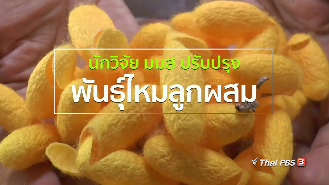 ทุกทิศทั่วไทย - ชุมชนทั่วไทย : นักวิจัย มมส ปรับปรุงพันธุ์ไหมลูกผสม