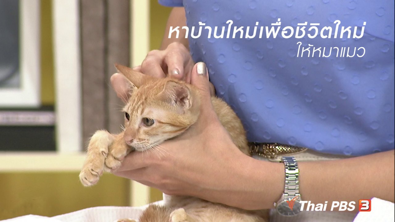 นารีกระจ่าง - นารีสนทนา : หาบ้านใหม่เพื่อชีวิตใหม่ให้หมาแมว