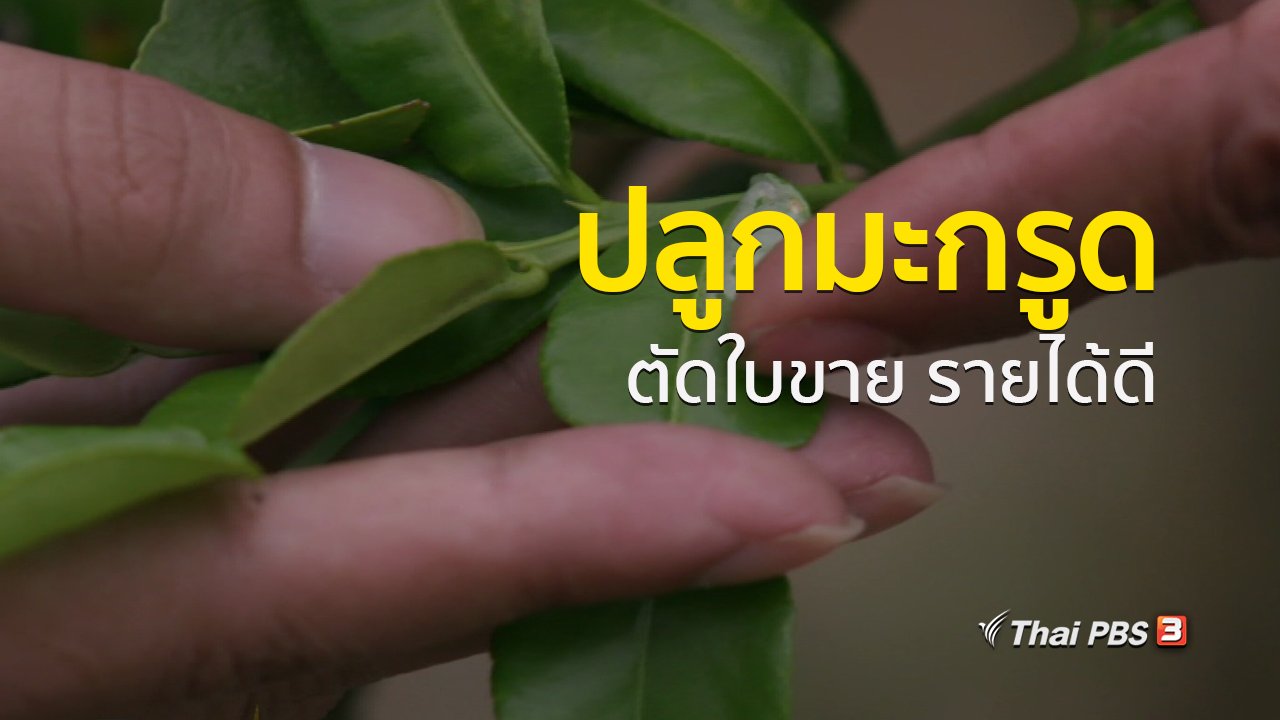 ทุกทิศทั่วไทย - อาชีพทั่วไทย : เกษตรกรกาญจนบุรีปลูกมะกรูดตัดใบขายสร้างรายได้ดี