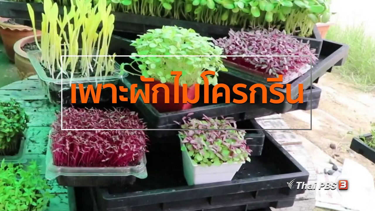 ทุกทิศทั่วไทย - อาชีพทั่วไทย : สาวบ้านโป่งเพาะผักไมโครกรีนขาย