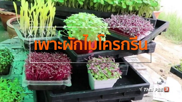 อาชีพทั่วไทย : สาวบ้านโป่งเพาะผักไมโครกรีนขาย