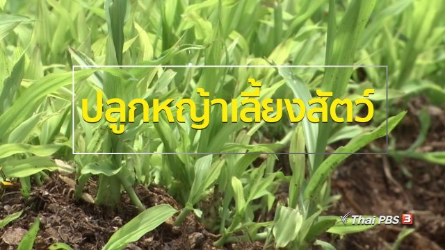 ชุมชนทั่วไทย : ปลูกหญ้าเลี้ยงสัตว์รายได้ดี