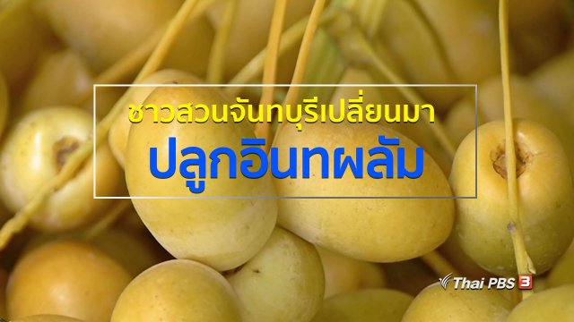 อาชีพทั่วไทย : ชาวสวนจันทบุรีเปลี่ยนมาปลูกอินทผลัม